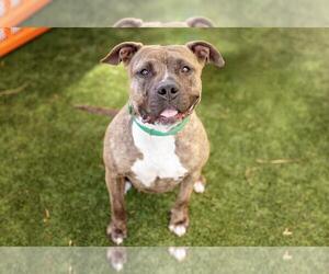 American Pit Bull Terrier-Unknown Mix Dogs for adoption in Las Vegas, NV, USA