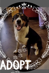 Greater Swiss Mountain Dog Dogs for adoption in St. Bonifacius, MN, USA