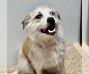 Parson Russell Terrier Dogs for adoption in Tempe, AZ, USA