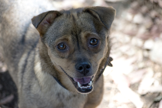 Small Pembroke Welsh Corgi-Pug Mix