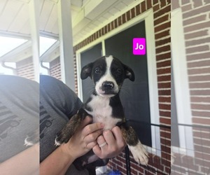 Labrador Retriever-Unknown Mix Dogs for adoption in Sterling, MA, USA