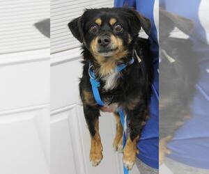 Cheeks Dogs for adoption in Morton Grove, IL, USA