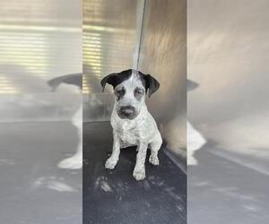 Mutt Dogs for adoption in San Antonio, TX, USA