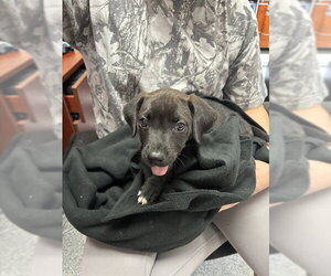 American Pit Bull Terrier-Unknown Mix Dogs for adoption in Pasadena, TX, USA