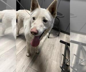 Siberian Husky Dogs for adoption in Redlands, CA, USA
