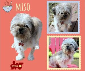 Shih Tzu-Unknown Mix Dogs for adoption in Lindsay, CA, USA