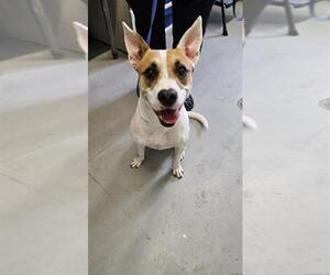 - Mix Dogs for adoption in Corpus Christi, TX, USA