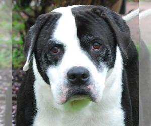 Bulldog Dogs for adoption in Chesapeake City, MD, USA