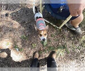 Rat Terrier Dogs for adoption in Ocala, FL, USA