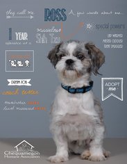 Shih Tzu Dogs for adoption in Ashland, WI, USA