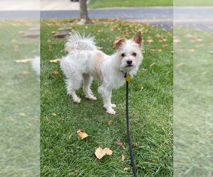 Mutt Dogs for adoption in Sandy, UT, USA