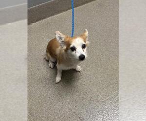 Pomeranian-Unknown Mix Dogs for adoption in Las Vegas, NV, USA