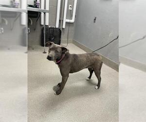 American Pit Bull Terrier-Unknown Mix Dogs for adoption in Las Vegas, NV, USA