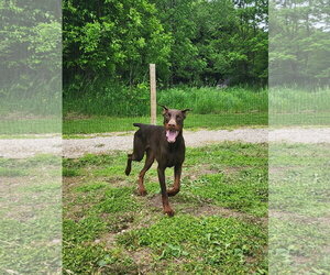 Doberman Pinscher Dogs for adoption in Buffalo, MN, USA