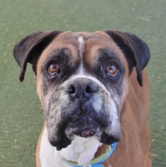 Boxer Dogs for adoption in Las Vegas, NV, USA
