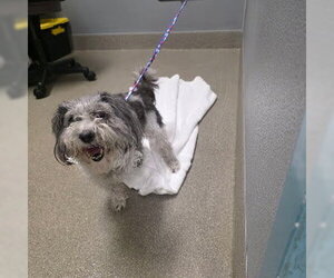 Mutt Dogs for adoption in Las Vegas, NV, USA