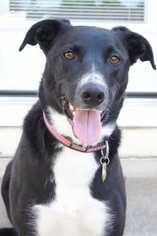Border Collie Dogs for adoption in O Fallon, MO, USA