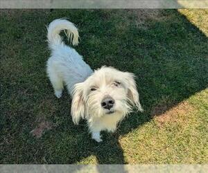 Mutt Dogs for adoption in Grovetown, GA, USA