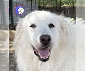 Great Pyrenees Dogs for adoption in Spring, TX, USA