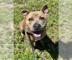 American Staffordshire Terrier Dogs for adoption in Fort Lauderdale, FL, USA