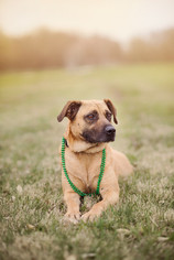 Black Mouth Cur Dogs for adoption in Dallas, TX, USA
