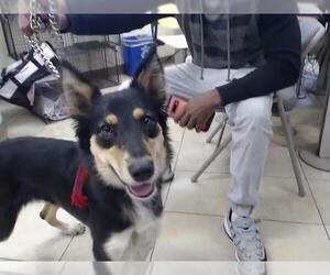 Border Collie Dogs for adoption in Houston, TX, USA