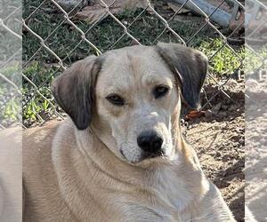 Labrador Retriever-Unknown Mix Dogs for adoption in Yardley, PA, USA