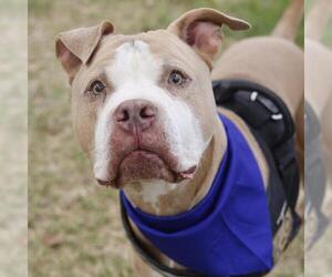 American Staffordshire Terrier-Unknown Mix Dogs for adoption in San Antonio, TX, USA
