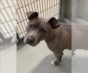 American Pit Bull Terrier-Unknown Mix Dogs for adoption in Fayetteville, NC, USA