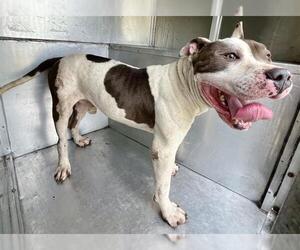 American Pit Bull Terrier-Unknown Mix Dogs for adoption in Waco, TX, USA
