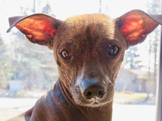 Mutt Dogs for adoption in Lansing, MI, USA