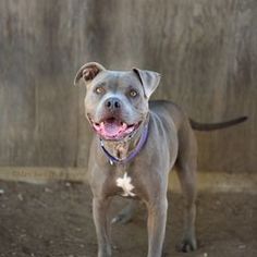 American Pit Bull Terrier Dogs for adoption in Costa Mesa, CA, USA