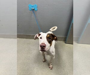 Mutt Dogs for adoption in Las Vegas, NV, USA