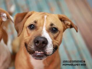 Medium Photo #1 Boxer Puppy For Sale in Nashville, TN, USA