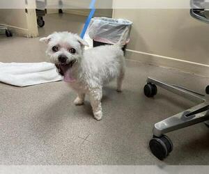 Maltese-Unknown Mix Dogs for adoption in Pasadena, CA, USA