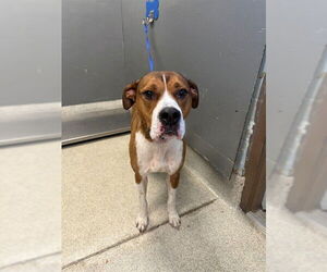 Boxer-Unknown Mix Dogs for adoption in Tallahassee, FL, USA