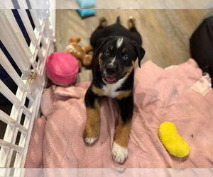 Mutt Dogs for adoption in Minneapolis, MN, USA