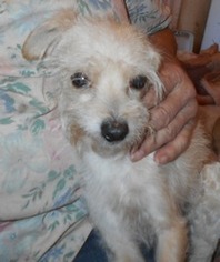 Small Chihuahua-Norfolk Terrier Mix
