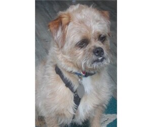 Care-Tzu Dogs for adoption in Romoland, CA, USA