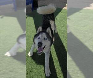 Siberian Husky Dogs for adoption in HESPERIA, CA, USA