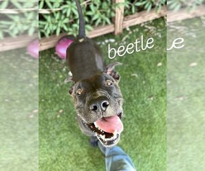 American Pit Bull Terrier-Unknown Mix Dogs for adoption in Rowlett, TX, USA