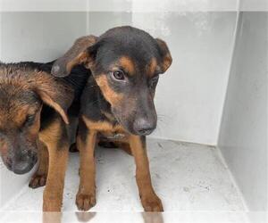 German Shepherd Dog-Unknown Mix Dogs for adoption in Houston, TX, USA