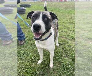 American Pit Bull Terrier Dogs for adoption in Corpus Christi, TX, USA