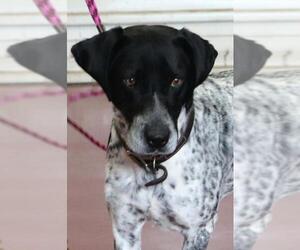 Bluetick Coonhound-Unknown Mix Dogs for adoption in Siren, WI, USA