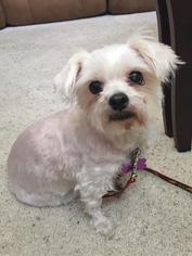 Maltese Dogs for adoption in Cincinnati, OH, USA