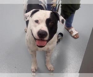 American Pit Bull Terrier-Unknown Mix Dogs for adoption in St. Cloud, FL, USA