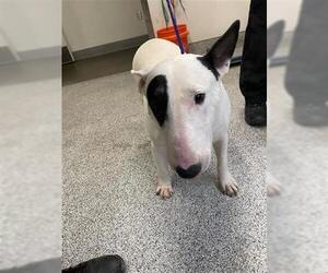 Bull Terrier Dogs for adoption in Houston, TX, USA