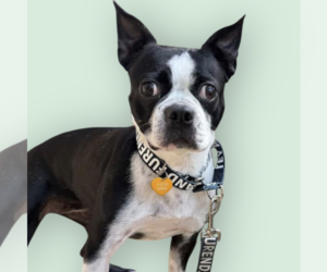 Boston Terrier-Unknown Mix Dogs for adoption in Rockville, MD, USA