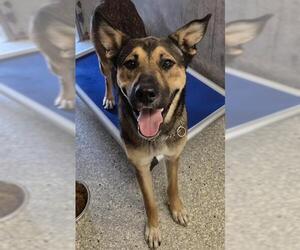 German Shepherd Dog Dogs for adoption in Lodi, CA, USA