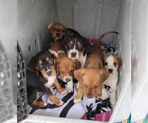 Treeing Walker Coonhound Dogs for adoption in Thomasville, NC, USA